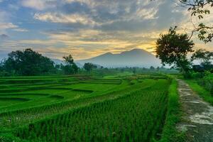 Beautiful morning view indonesia Panorama Landscape paddy fields with beauty color and sky natural light photo