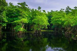 hermosa vista de la mañana indonesia panorama paisaje arrozales con color de belleza y luz natural del cielo foto