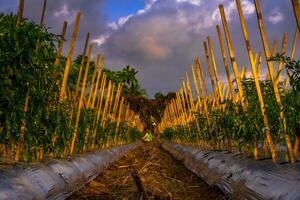 Beautiful morning view indonesia Panorama Landscape paddy fields with beauty color and sky natural light photo