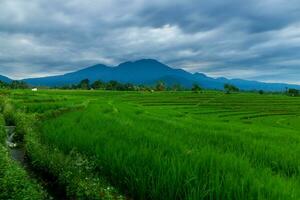 Beautiful morning view indonesia Panorama Landscape paddy fields with beauty color and sky natural light photo