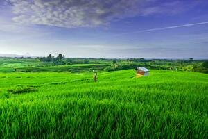 hermosa vista de la mañana indonesia panorama paisaje arrozales con color de belleza y luz natural del cielo foto