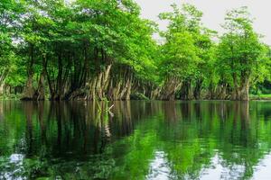 hermosa vista de la mañana indonesia panorama paisaje arrozales con color de belleza y luz natural del cielo foto