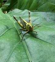 Close-up of a green grasshopper on a green leaf. photo