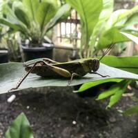 Close-up of a green grasshopper on a green leaf. photo