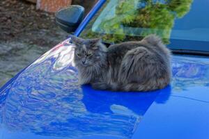 gray cat is resting in the warm hood of the blue car photo