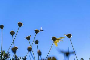 pequeño salvaje abeja molesto a tierra en el amarillo flor durante un soleado día. foto