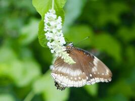 Hypolimnas bolina, the great eggfly, common eggfly, varied eggfly or in New Zealand the blue moon butterfly. photo