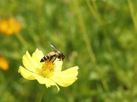 Bee and Cosmos flower. Close up of honey bee on yellow flower collects nectar. golden honey bee on flower pollen, blurred background. Selective focus shot of a bee. photo