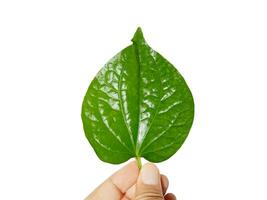 Betel leaf in hands isolated on white background, Thai herb. photo