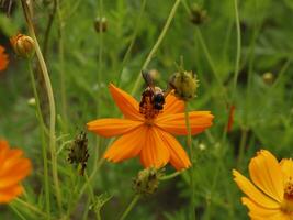 Bee and Cosmos flower. Close up of honey bee on orang flower collects nectar. golden honey bee on flower pollen, blurred background. Selective focus shot of a bee. photo