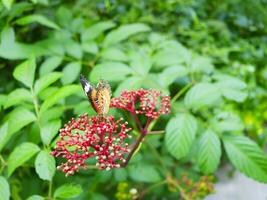 rojo Lacewing mariposa en Leea rubra rojo flores floreciente en el parque, el atmósfera es fresco. foto