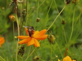 abeja y cosmos flor. cerca arriba de miel abeja en orang flor recoge néctar. dorado miel abeja en flor polen, borroso antecedentes. selectivo atención Disparo de un abeja. foto