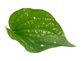 Green betel leaf isolated on white background, Thai herb. photo