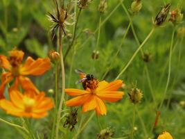 Bee and Cosmos flower. Close up of honey bee on orang flower collects nectar. golden honey bee on flower pollen, blurred background. Selective focus shot of a bee. photo