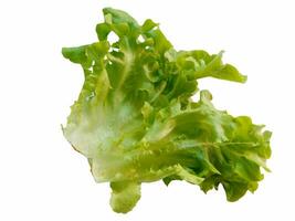 Salad leaf. Lettuce on white background photo