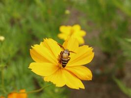 Bee and Cosmos flower. Close up of honey bee on yellow flower collects nectar. golden honey bee on flower pollen, blurred background. Selective focus shot of a bee. photo