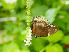 Hypolimnas bolina, the great eggfly, common eggfly, varied eggfly or in New Zealand the blue moon butterfly. photo