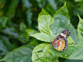 Leopard lacewing butterfly on leaf green in garden. photo