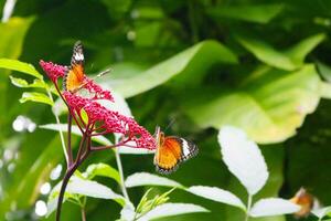muchos rojo Lacewing mariposa en Leea rubra rojo flores floreciente en el parque, el atmósfera es fresco. foto
