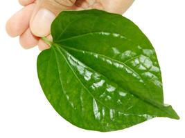 Betel leaf in hands isolated on white background, Thai herb. photo