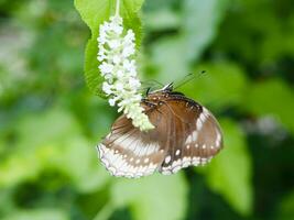 Hypolimnas bolina, the great eggfly, common eggfly, varied eggfly or in New Zealand the blue moon butterfly. photo