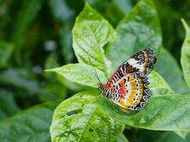 leopardo Lacewing mariposa en hoja verde en jardín. foto