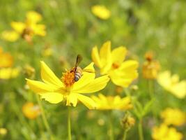 Bee and Cosmos flower. Close up of honey bee on yellow flower collects nectar. golden honey bee on flower pollen, blurred background. Selective focus shot of a bee. photo