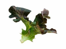 Salad leaf. Lettuce on white background photo