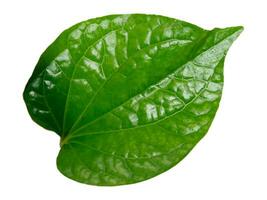 Green betel leaf isolated on white background, Thai herb. photo