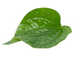 Green betel leaf isolated on white background, Thai herb. photo