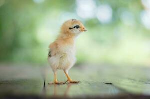 un pequeño bebé pollo en pie en un de madera piso foto