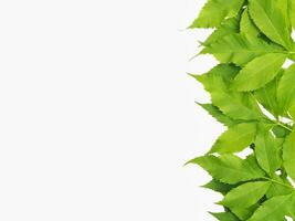 Green leaf on white background photo