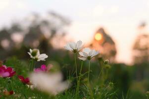 blanco cosmos flor en el jardín con puesta de sol hora foto