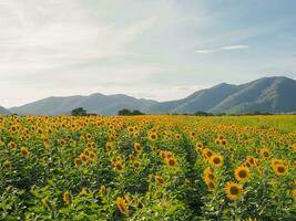 View of the sunflower filed with mountain background photo