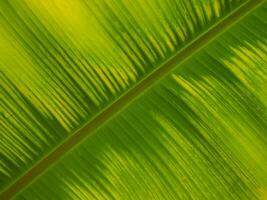 Green leaf texture for natural background photo