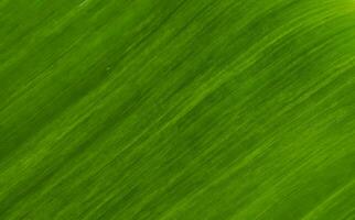 Green leaf texture for natural background photo