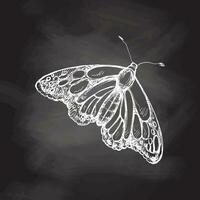 Hand drawn  butterfly sketch. Monochrome insect  doodle on chalkboard background. Black and white vintage element.  Vector sketch. Detailed retro style.