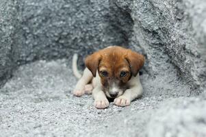Homeless and hungry little dog abandoned stay at the hole photo