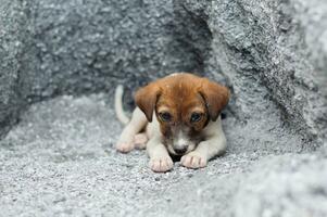 perrito sin hogar y hambriento abandonado quedarse en el agujero foto