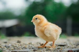 A chicken baby in the garden photo