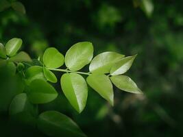 Green leaf texture for natural background photo