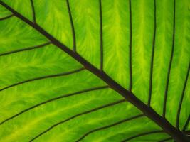 Green leaf texture for natural background photo