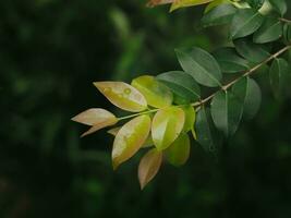 Green leaf texture for natural background photo