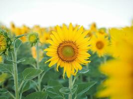 Close up sunflower in the sunflower filed photo