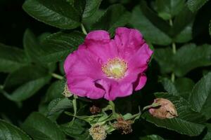 A pink rose is blooming in the middle of green leaves photo