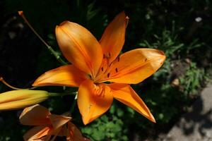 Orange lily with water droplets on it photo