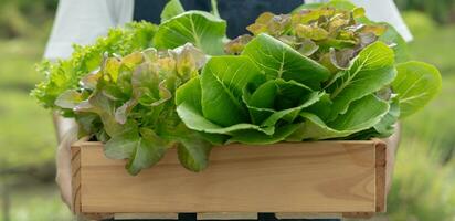 Organic farming, salad farm. Farmers harvest salad vegetables into wooden boxes in rainy. Hydroponics vegetable grow naturally. greenhouse garden, Ecological Biological, Healthy, Vegetarian, ecology photo