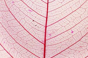 foto macro del follaje de otoño. fondo de textura de hoja rosa