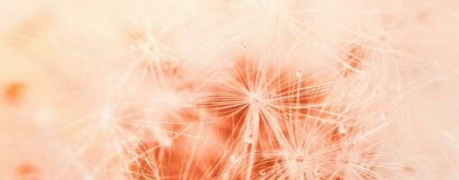 a drop of water on a dandelion. dandelion on a red background with copy space close-up photo