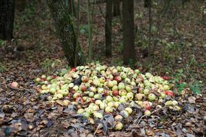 Stack with damaged and rotten apples on ground in nature in forest. Garden and food waste, compost. photo